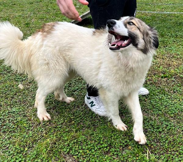 CHICCA SPLENDIDA CAGNOLONA Foto 4